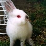 yuki