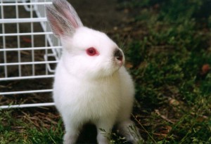 yuki