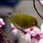 meji31