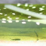 20070705130036