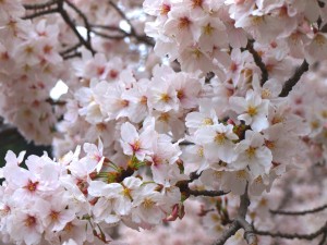 桜